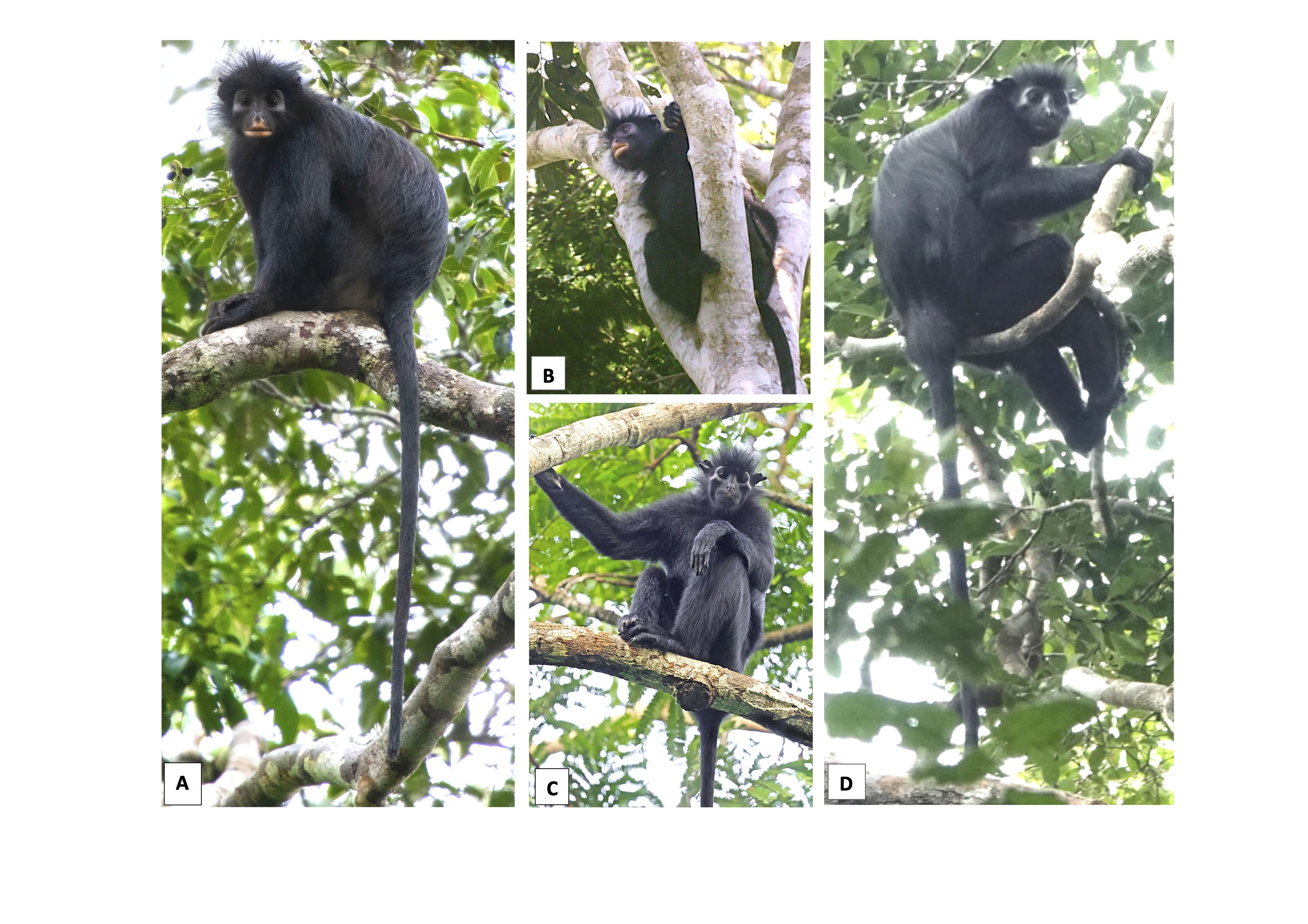 Images de trois singes noirs dans les arbres.