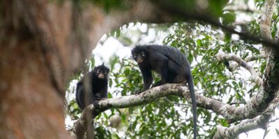 Le singe aux lèvres orange qui rugit et renifle au fond de la forêt tropicale du Congo est une nouvelle espèce pour la science