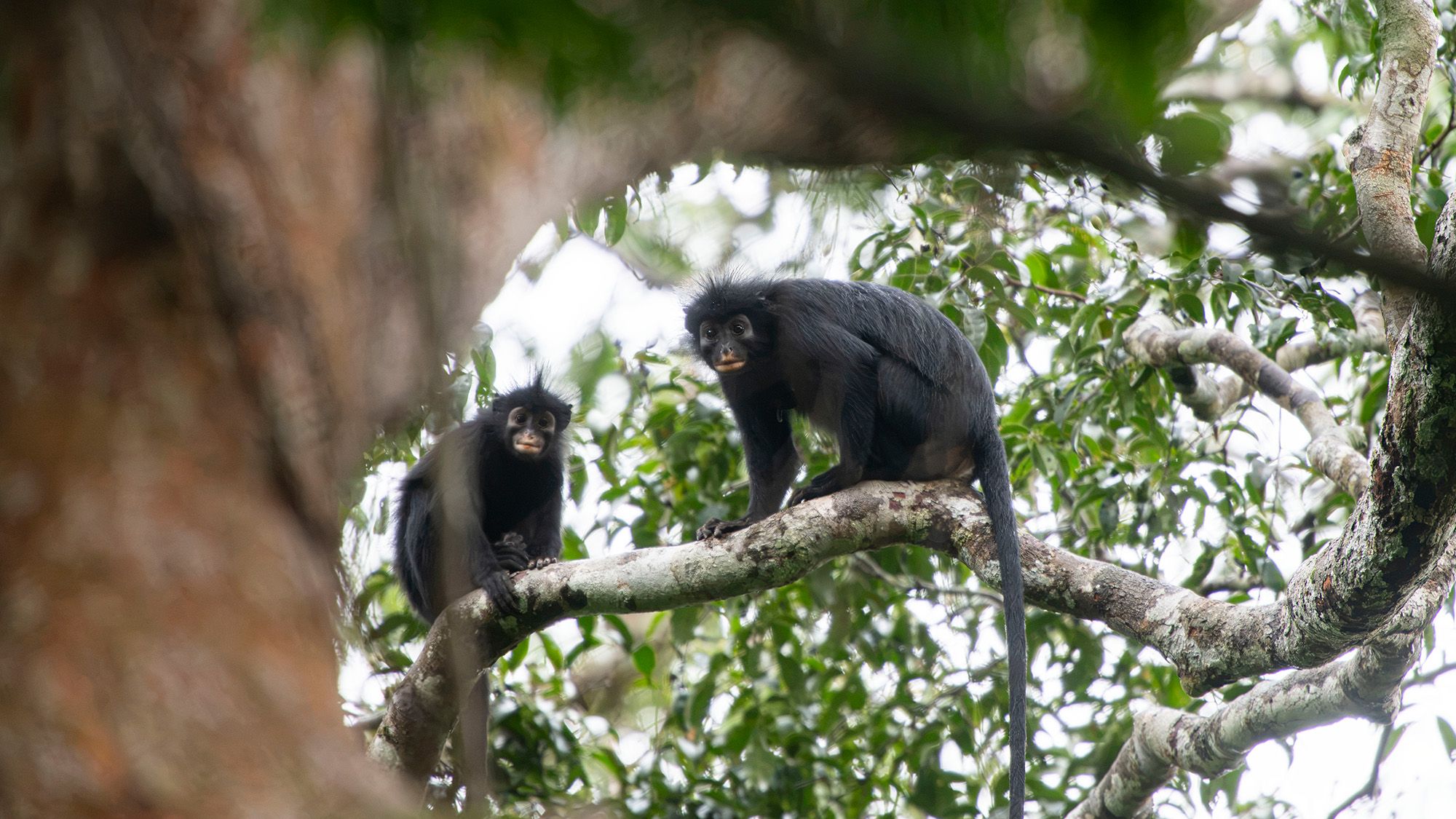 Le singe aux lèvres orange qui rugit et renifle au fond de la forêt tropicale du Congo est une nouvelle espèce pour la science