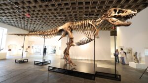 « Un autre dinosaure est entré sur le marché des objets de collection de luxe » : Gus le T. rex vient de se vendre pour 50 millions de dollars. Voici ce que sa perte signifie pour la science.