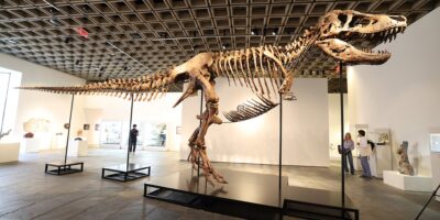 « Un autre dinosaure est entré sur le marché des objets de collection de luxe » : Gus le T. rex vient de se vendre pour 50 millions de dollars. Voici ce que sa perte signifie pour la science.