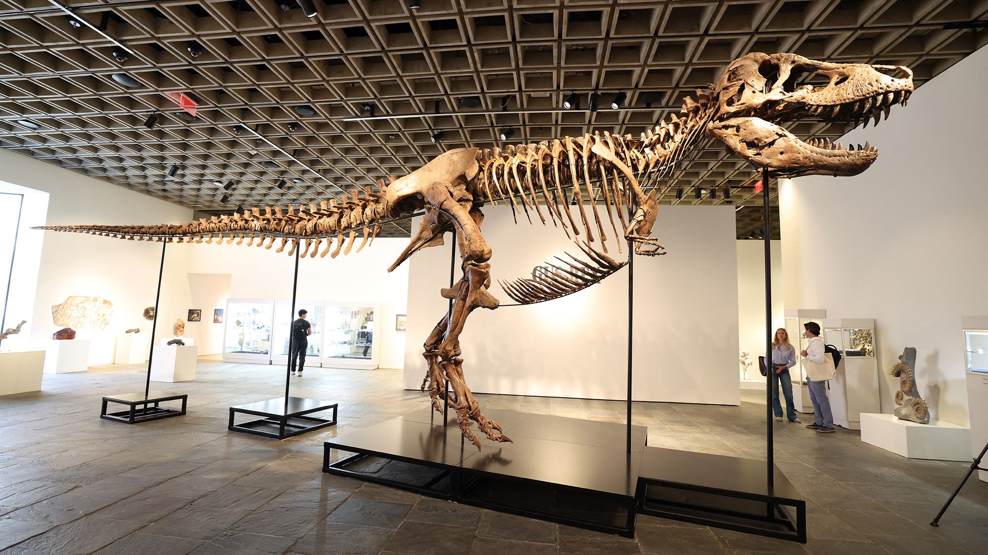 « Un autre dinosaure est entré sur le marché des objets de collection de luxe » : Gus le T. rex vient de se vendre pour 50 millions de dollars. Voici ce que sa perte signifie pour la science.