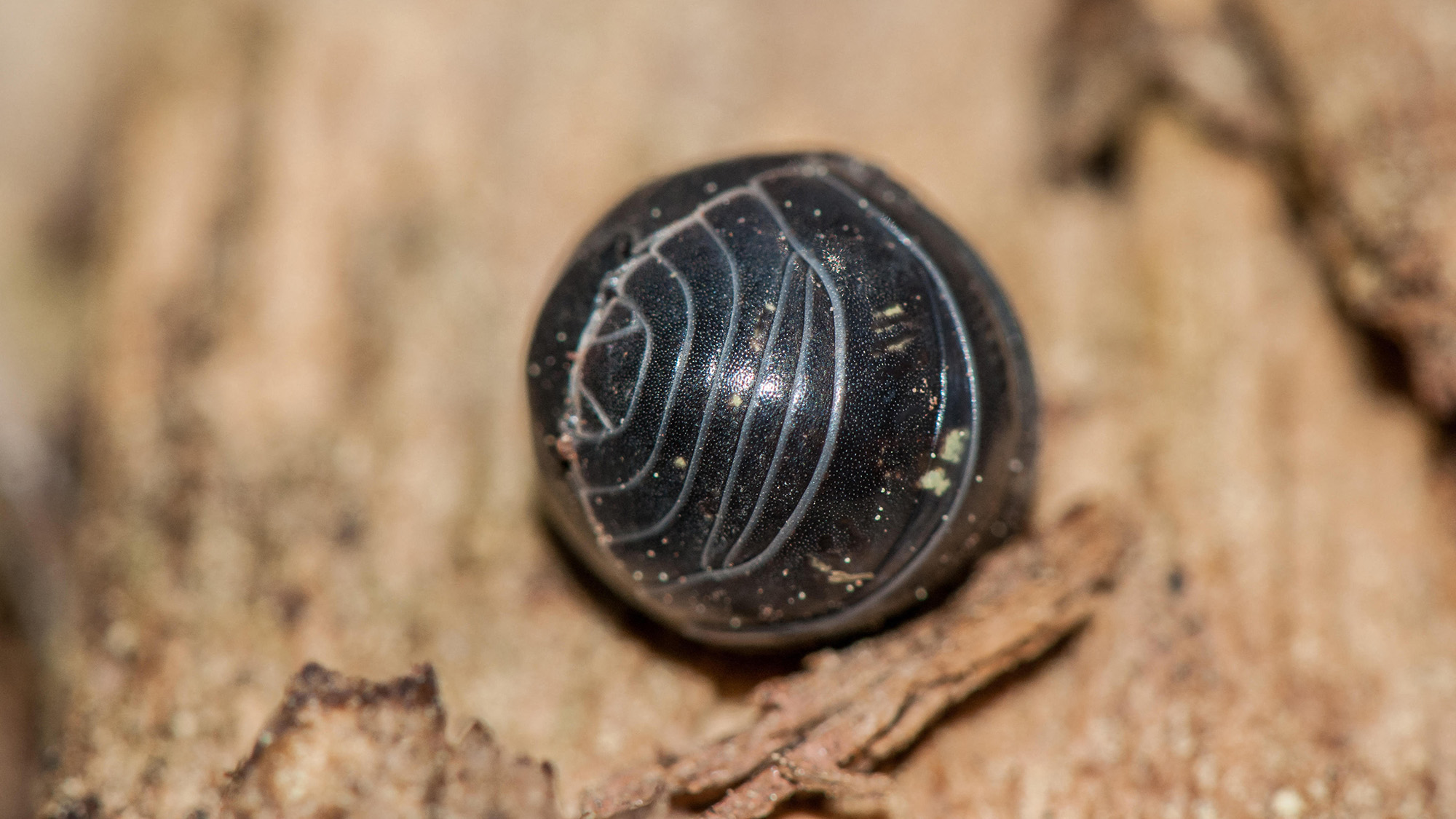 Un gros plan d'un bug de pilule noir brillant tout enroulé.