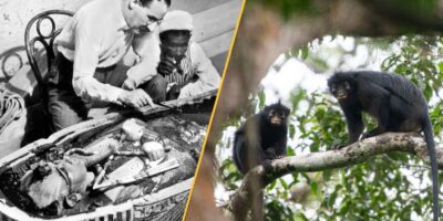 Actualité scientifique cette semaine : des langues d&rsquo;or découvertes dans des tombes, du sucre trouvé dans l&rsquo;espace, un nouveau singe identifié dans la forêt tropicale congolaise et un ancien cratère d&rsquo;impact « géodeviné » par un astronome amateur