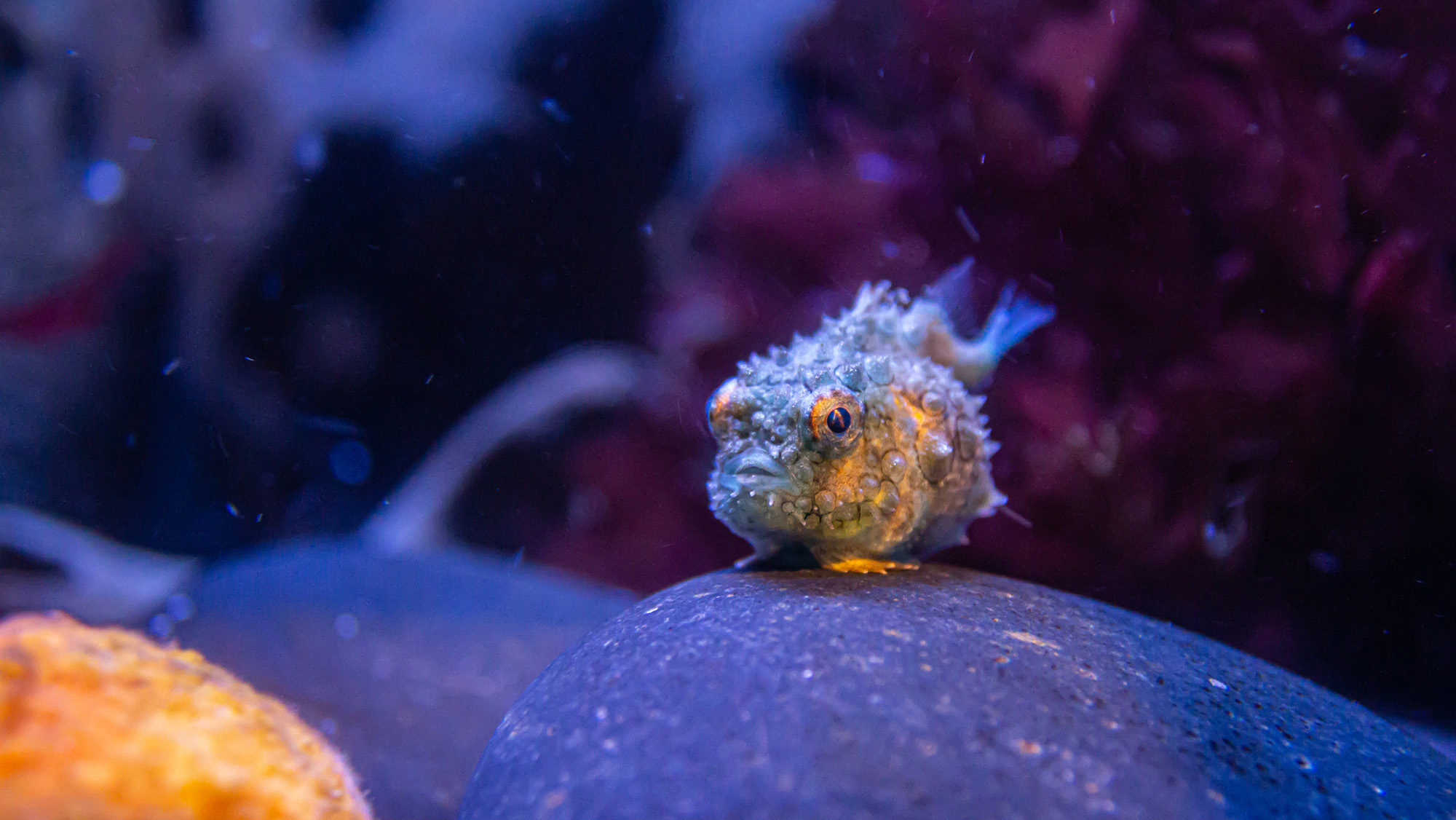 Un gros plan d'un petit poisson rond sur un rocher.
