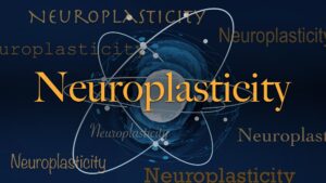 Le mot scientifique du jour : Neuroplasticité