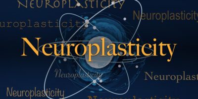 Le mot scientifique du jour : Neuroplasticité