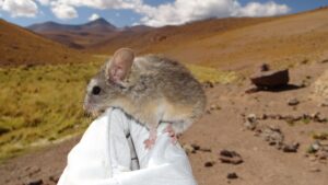 Les souris sur des volcans gelés « perdus » mangent des plantes toxiques pour survivre dans des conditions « pas du tout compatibles avec la survie humaine à long terme »