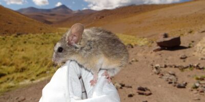 Les souris sur des volcans gelés « perdus » mangent des plantes toxiques pour survivre dans des conditions « pas du tout compatibles avec la survie humaine à long terme »