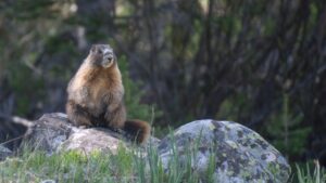A marmot stands on a rock
