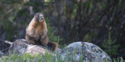 « Nous essayons cela par frustration » : Marmots est la vedette du compte OnlyFans alors que les chercheurs cherchent désespérément des moyens de collecter des fonds dans un contexte de coupes budgétaires américaines