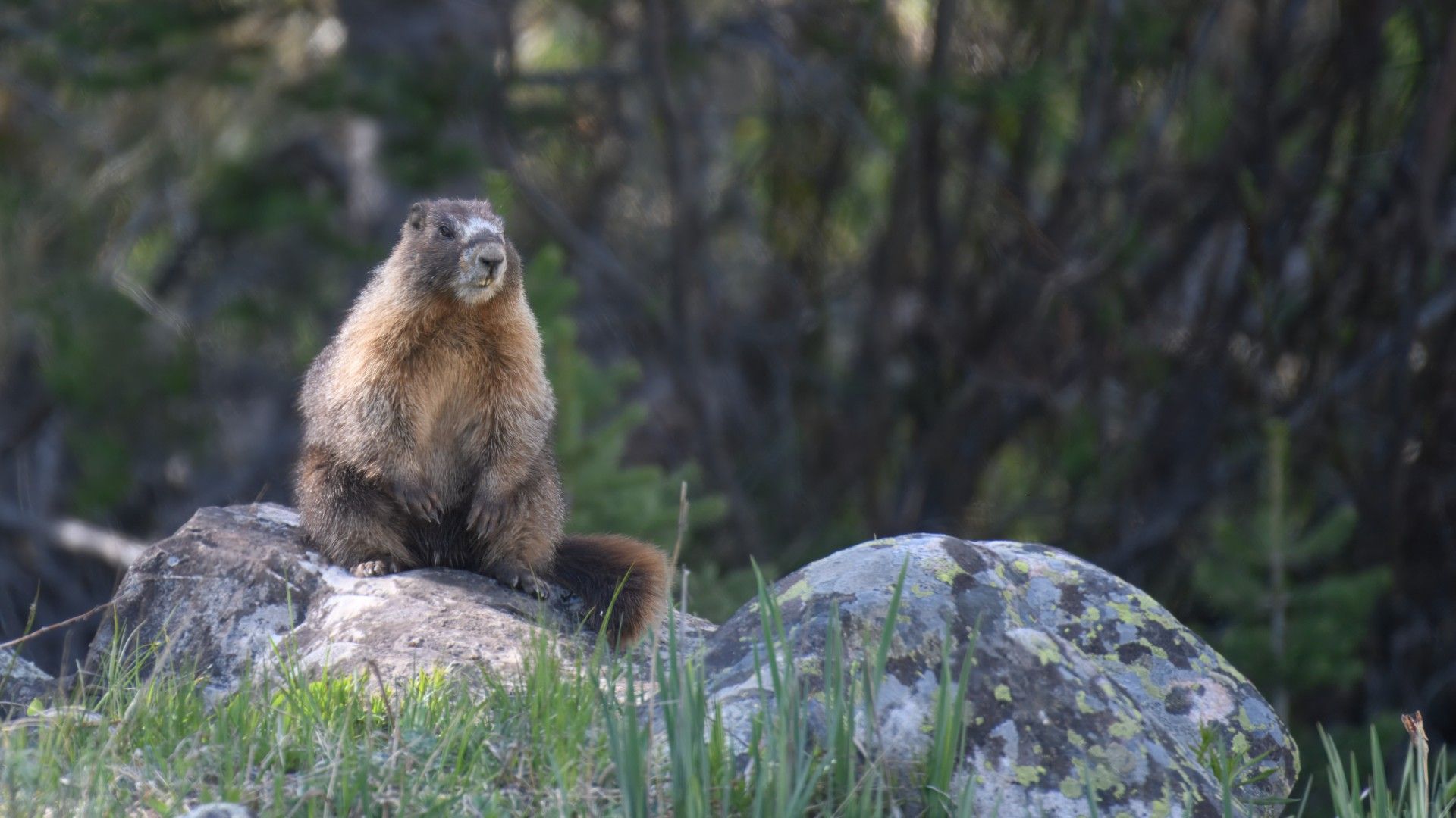 A marmot stands on a rock
