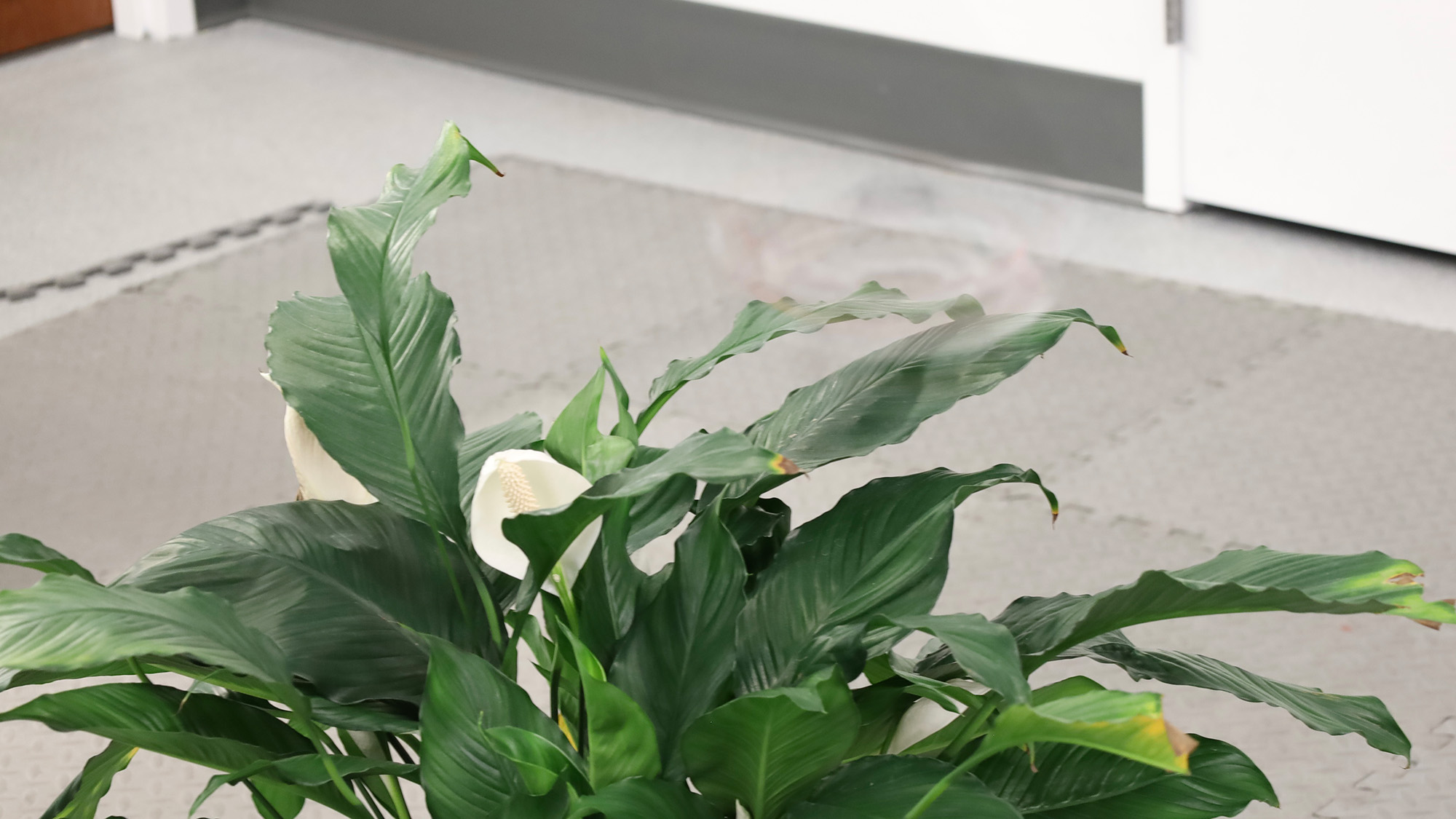 Un drone tourne au-dessus d’une plante à feuilles vertes
