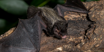 Au Canada, un garçon de 11 ans meurt de la rage après s&rsquo;être réveillé avec une chauve-souris sur le visage