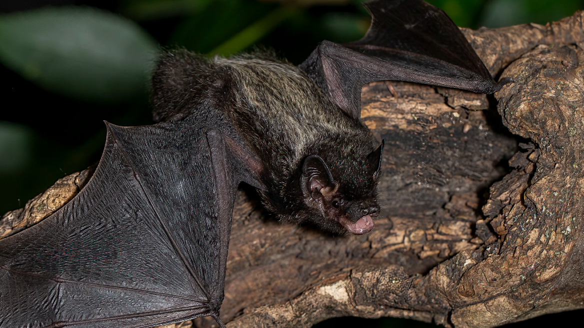 A silver-haired bat lies on a log.