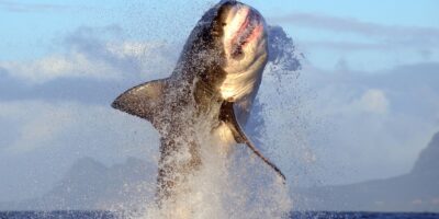 Comment regarder « Air Jaws: Red, White and Breach » – diffusez « Shark Week » 2026 depuis n&rsquo;importe où