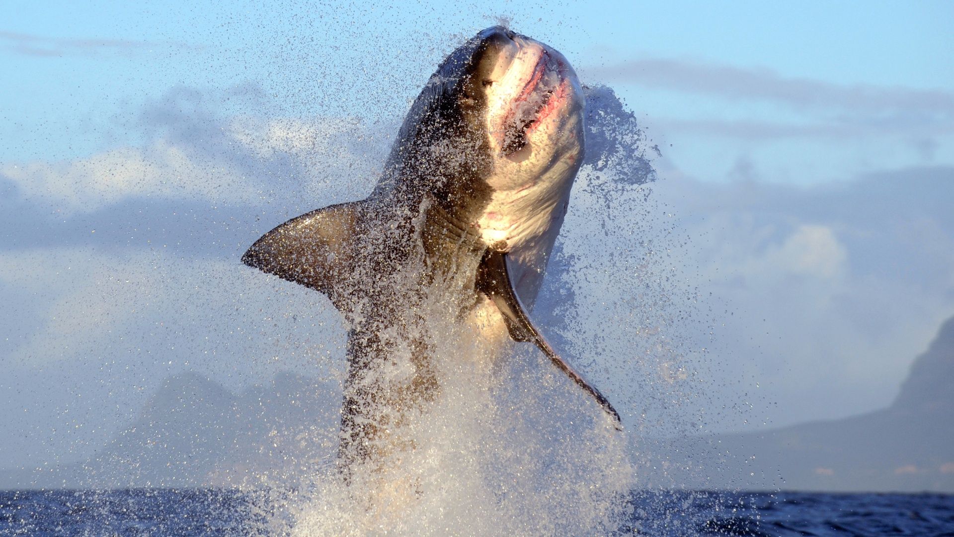 A great white shark breaching at Seal Island, False Bay, South Africa