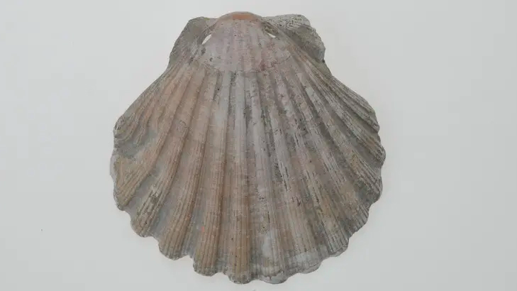 une coquille Saint-Jacques