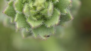 « L'hypothèse de Darwin a été une source d'inspiration importante » : des scientifiques renforcent la théorie darwinienne vieille de 150 ans avec une plante carnivore en Chine