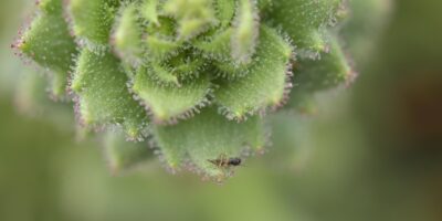« L&rsquo;hypothèse de Darwin a été une source d&rsquo;inspiration importante » : des scientifiques renforcent la théorie darwinienne vieille de 150 ans avec une plante carnivore en Chine