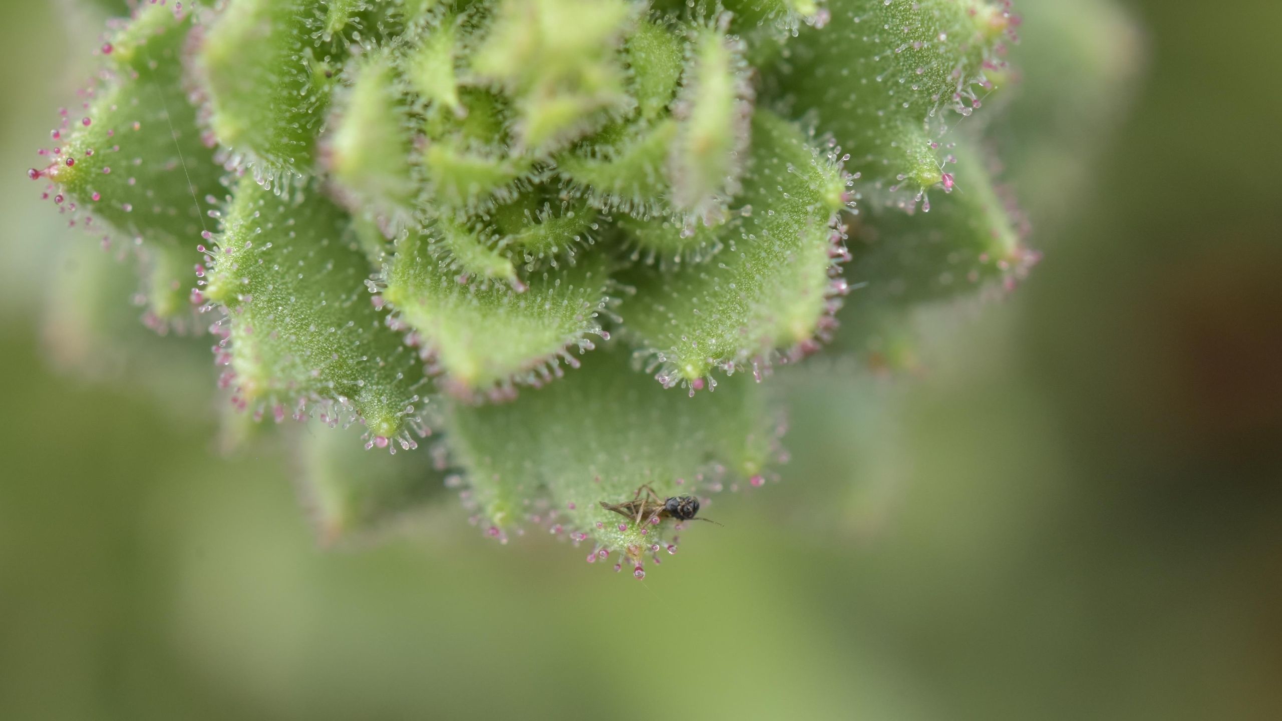 « L'hypothèse de Darwin a été une source d'inspiration importante » : des scientifiques renforcent la théorie darwinienne vieille de 150 ans avec une plante carnivore en Chine