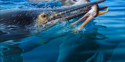 Un superbe fossile provenant de l&rsquo;arrière-pays australien révèle qu&rsquo;un pliosaure a tué un monstre marin qui venait de manger un ptérosaure
