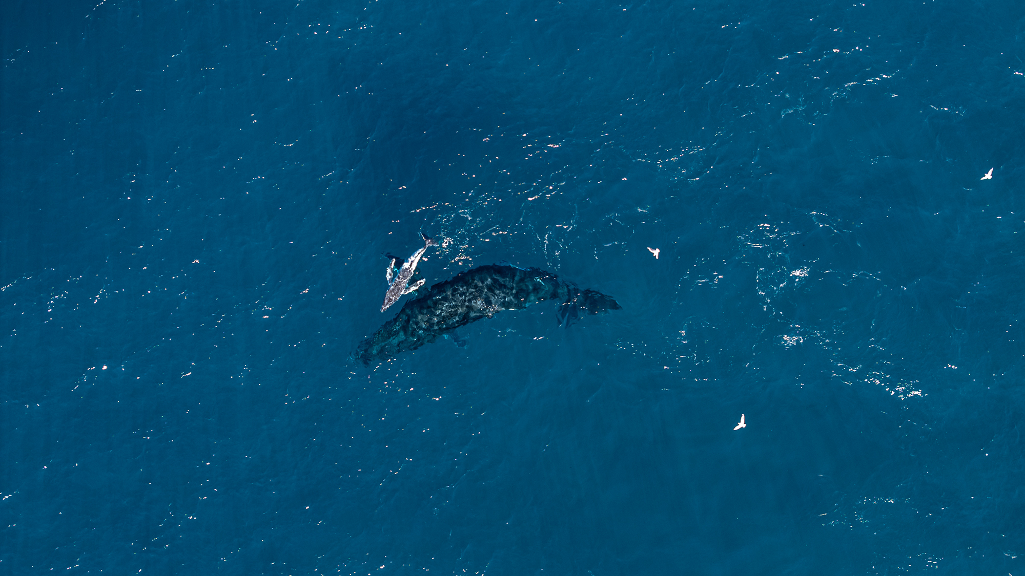De grandes baleines nagent dans l'océan bleu