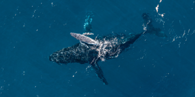 « C&rsquo;est incroyablement rare de voir un moment comme celui-ci dans l&rsquo;océan » : un drone caméra capture le moment où une baleine à bosse accouche au large des côtes australiennes