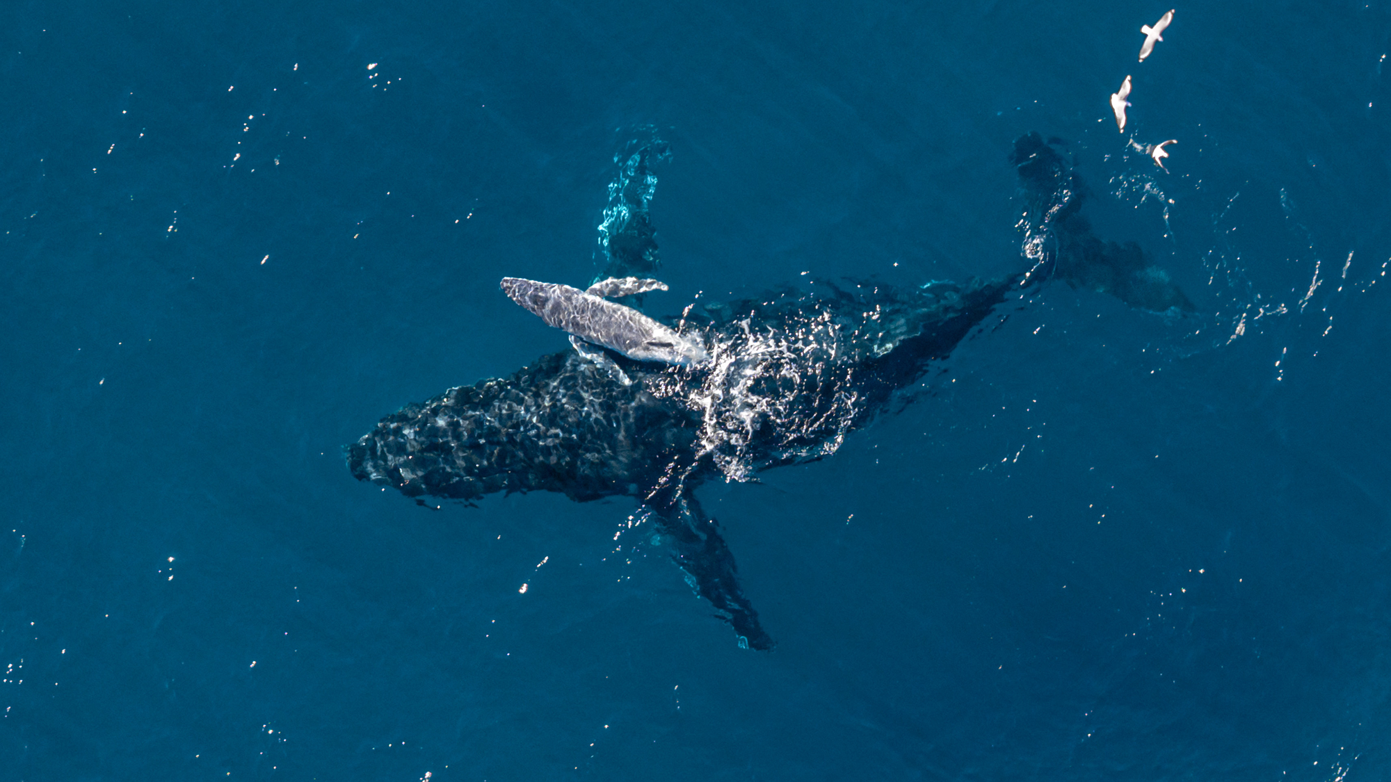 « C'est incroyablement rare de voir un moment comme celui-ci dans l'océan » : un drone caméra capture le moment où une baleine à bosse accouche au large des côtes australiennes