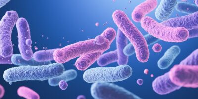 Des recherches préliminaires suggèrent que des « postbiotiques » bactériens pourraient aider à préserver la fertilité de l&rsquo;utérus vieillissant