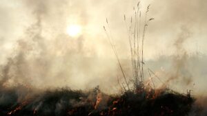 Selon un chercheur sur le changement climatique, Super El Niño pourrait pousser un écosystème climatique déjà stressé au-delà d'un seuil critique.