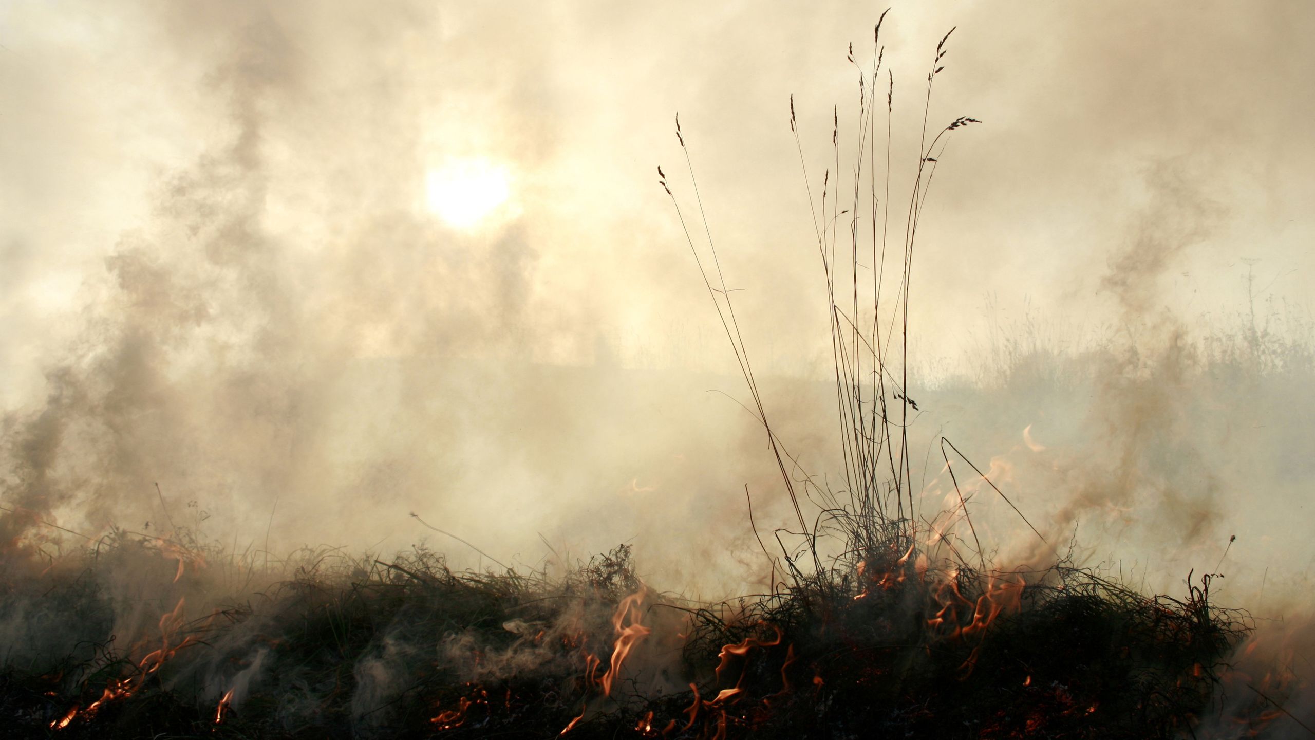 Selon un chercheur sur le changement climatique, Super El Niño pourrait pousser un écosystème climatique déjà stressé au-delà d'un seuil critique.