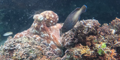 Les jeunes poulpes sauvages peuvent former un « club de combat » et gifler les poissons territoriaux s&rsquo;ils s&rsquo;approchent trop près.
