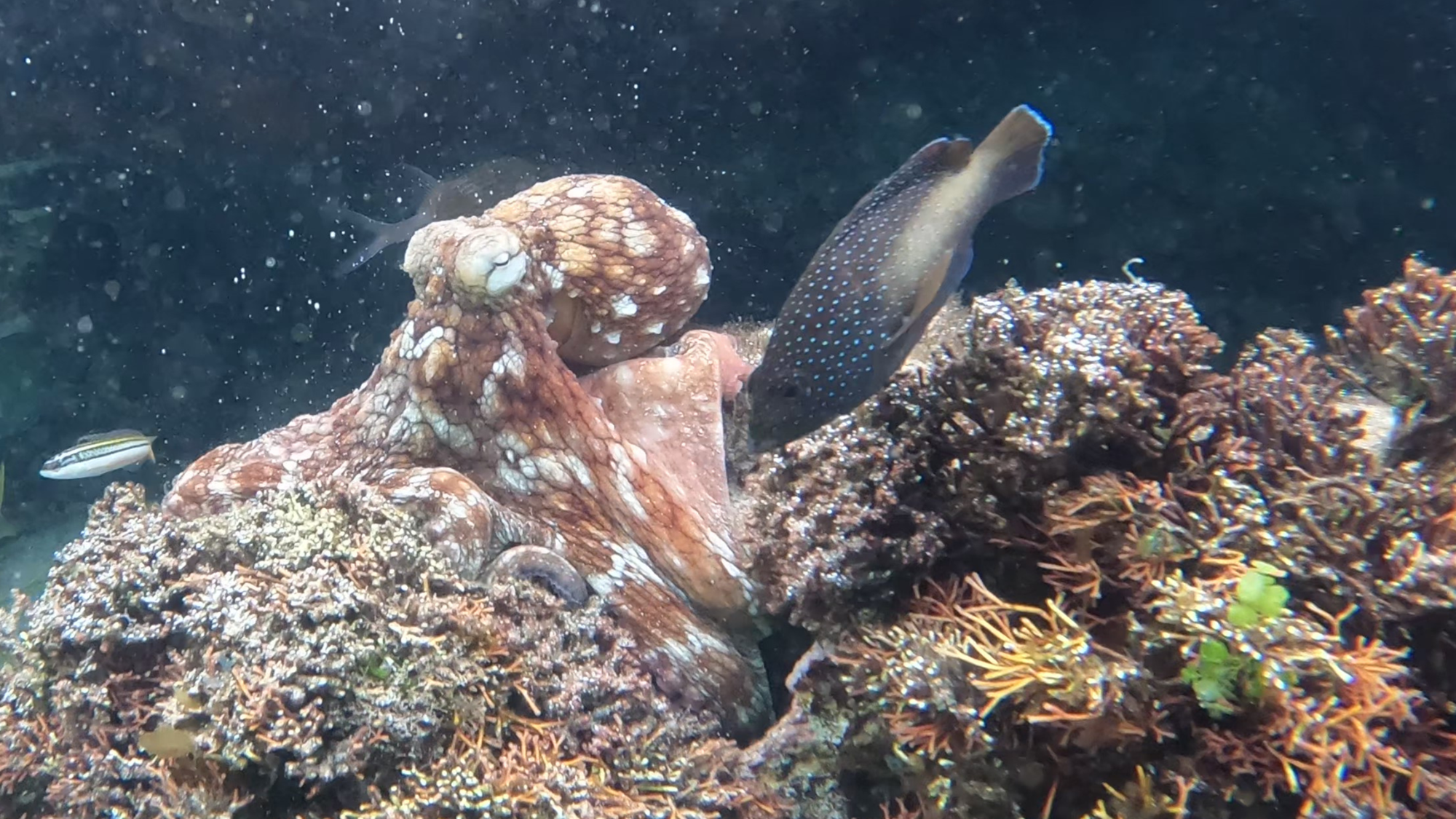 Les jeunes poulpes sauvages peuvent former un « club de combat » et gifler les poissons territoriaux s'ils s'approchent trop près.