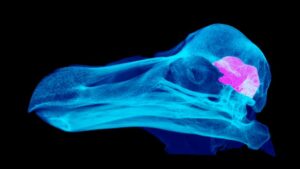 Un dodo nocturne ? Une étude suggère que nous nous sommes trompés sur l'oiseau incapable de voler emblématique de Maurice