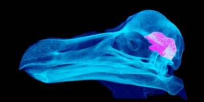 Un dodo nocturne ? Une étude suggère que nous nous sommes trompés sur l&rsquo;oiseau incapable de voler emblématique de Maurice