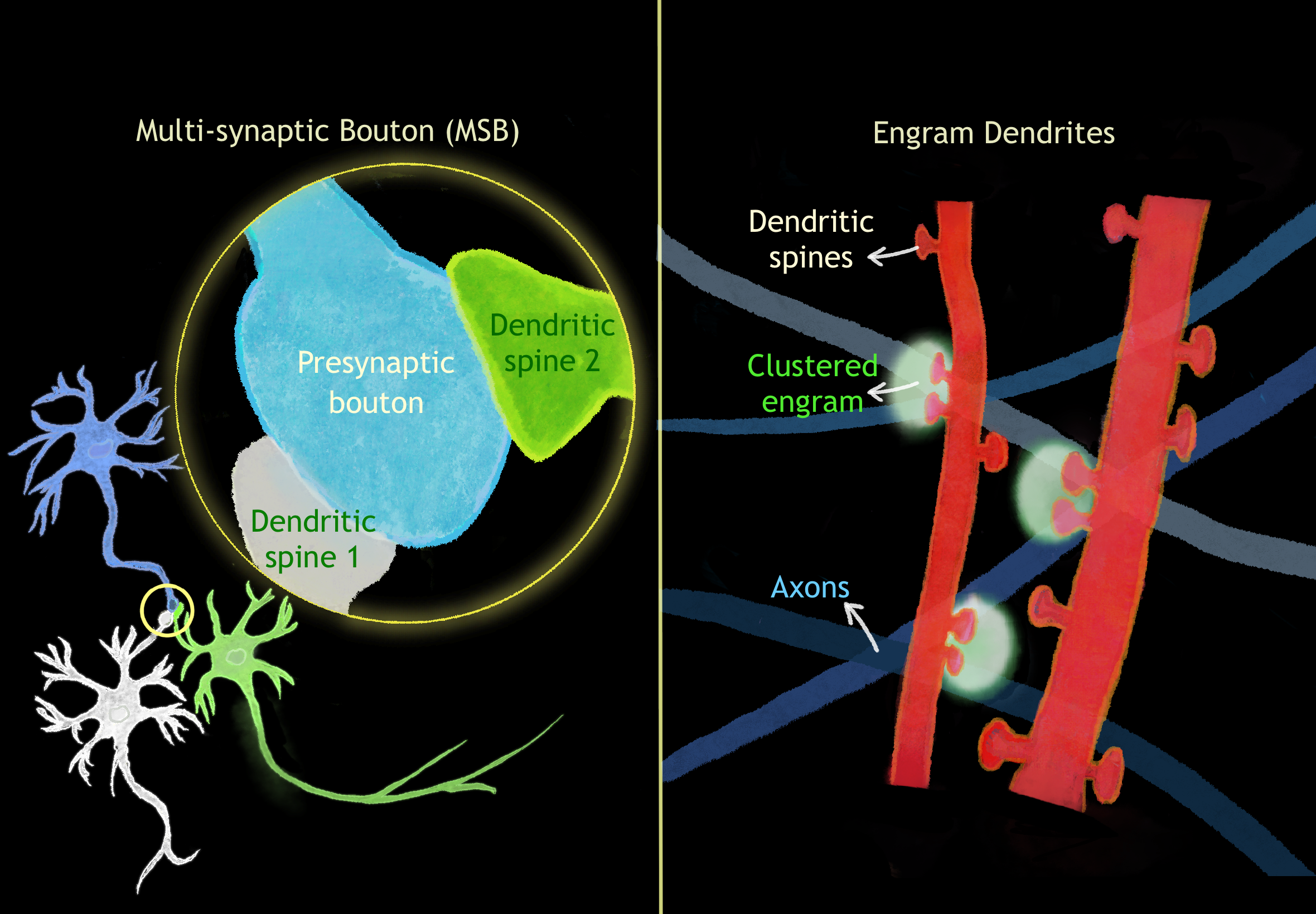 Une illustration de neurones dans le cerveau et d'une souris