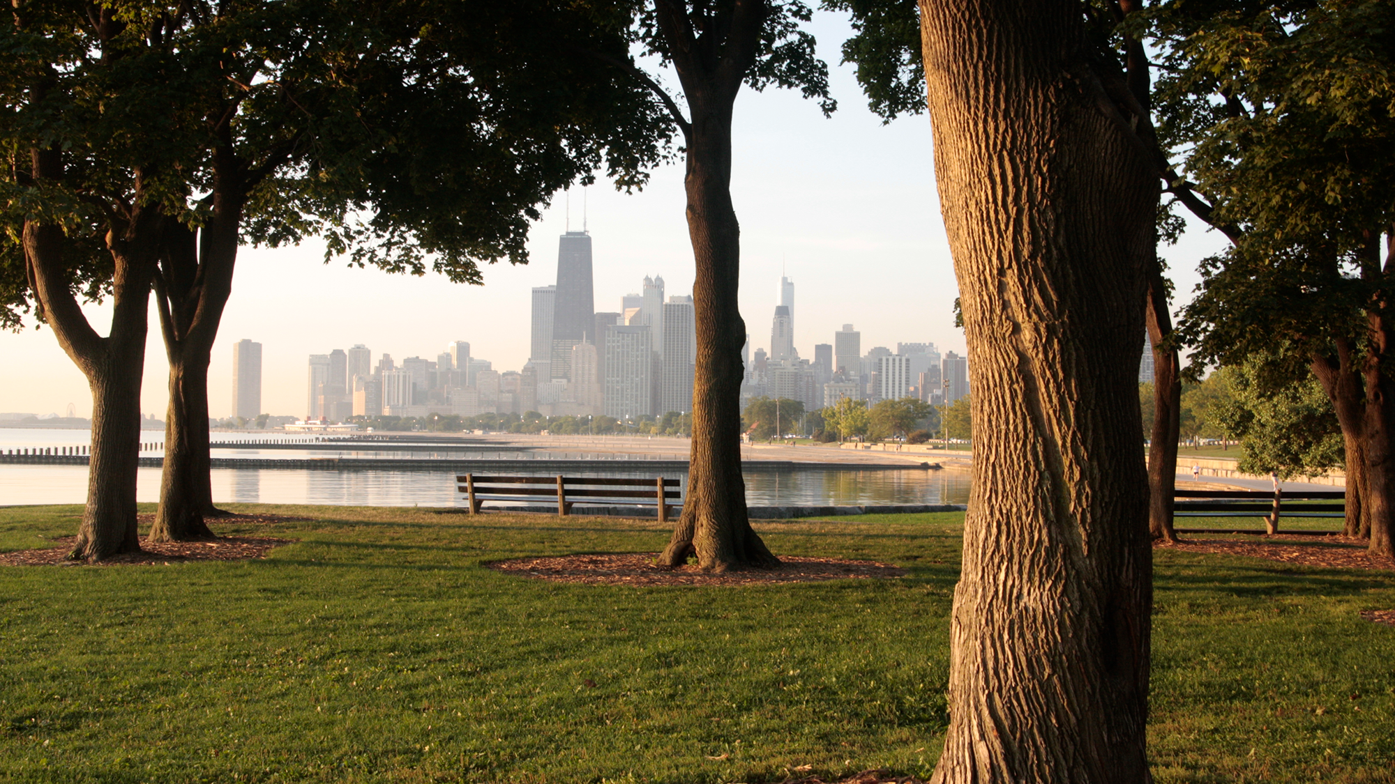 Selon une étude menée dans les quartiers de Chicago, sauver de vieux arbres pourrait protéger davantage la santé des gens que d'en planter de nouveaux.
