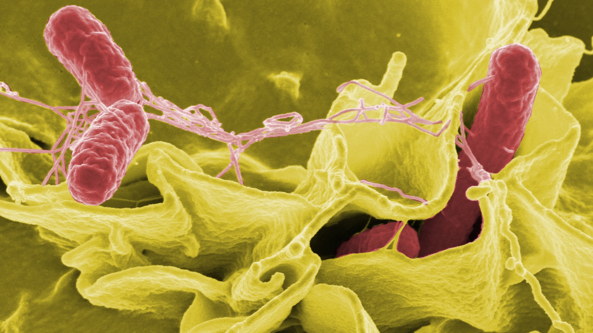 Micrographie électronique à balayage aux couleurs améliorées montrant Salmonella Typhimurium (rouge) envahissant des cellules humaines en culture