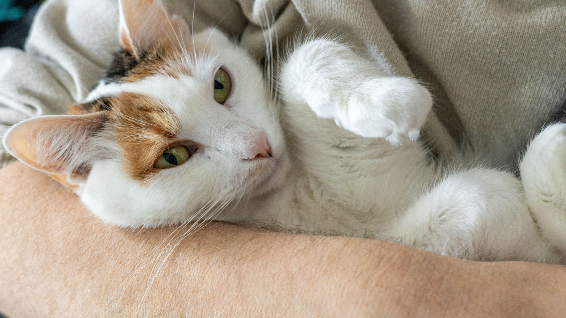 Chat blanc dans les bras d'un humain.