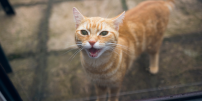 Pourquoi les chats hurlent-ils ?