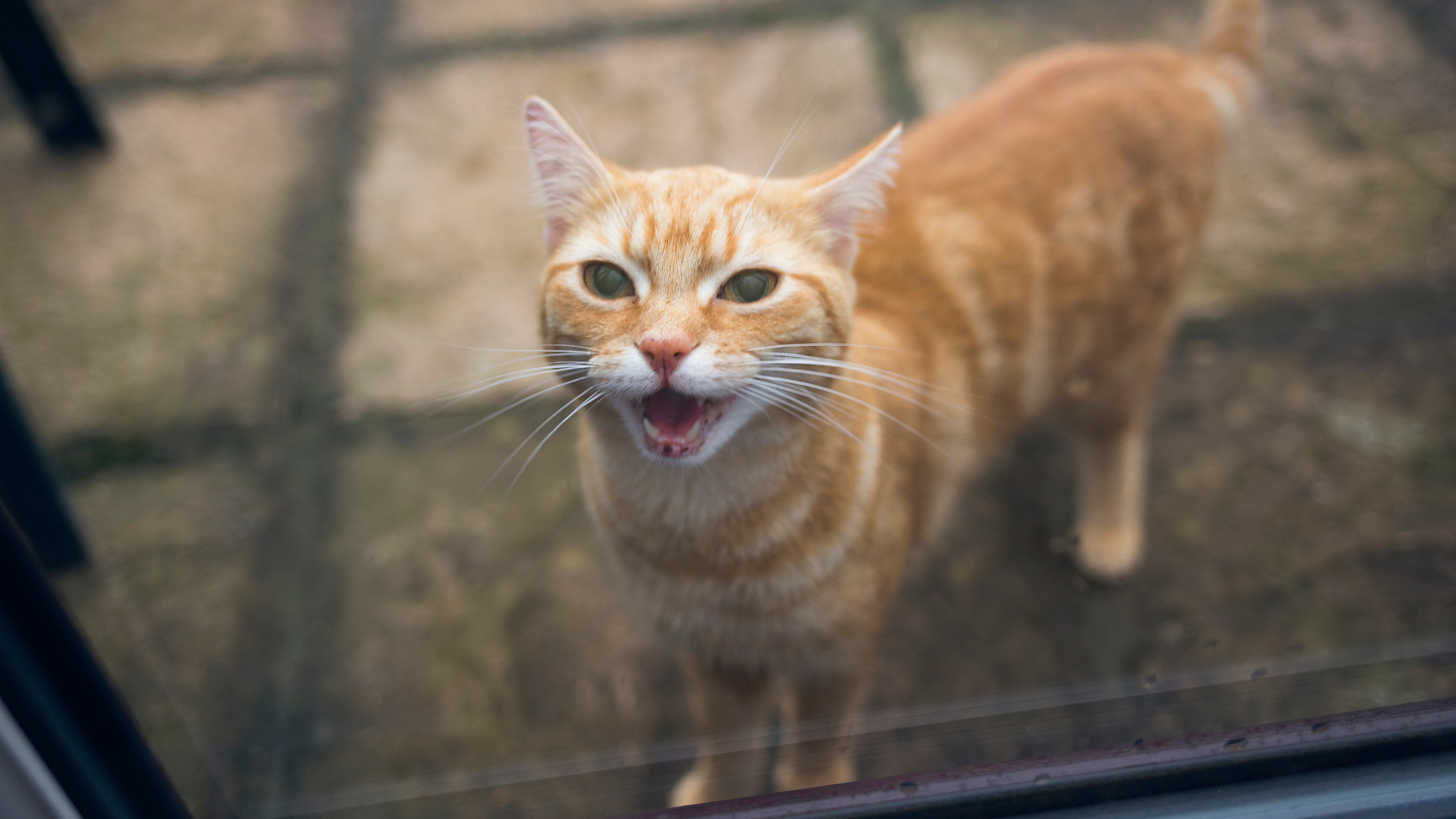 Pourquoi les chats hurlent-ils ?