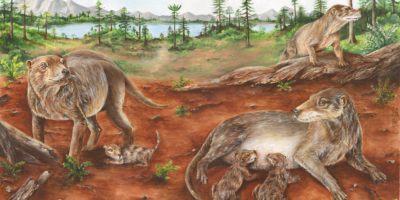 Les ancêtres des mammifères pourraient avoir donné naissance à des êtres vivants 90 millions d&rsquo;années plus tôt que prévu, réécrivant ainsi les chronologies de l&rsquo;évolution