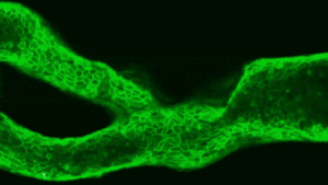 A gif showing white dots going through green tunnels