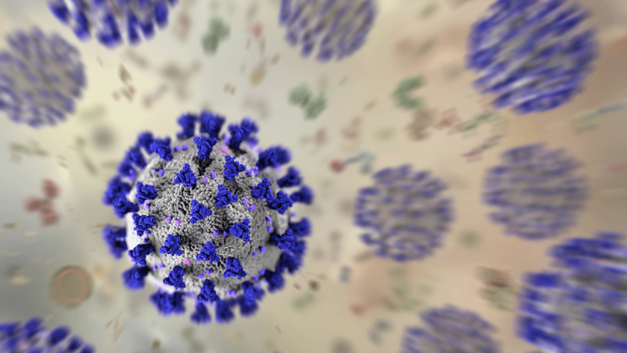 An illustration of 3D coronavirus cells, with purple spikes all over them.