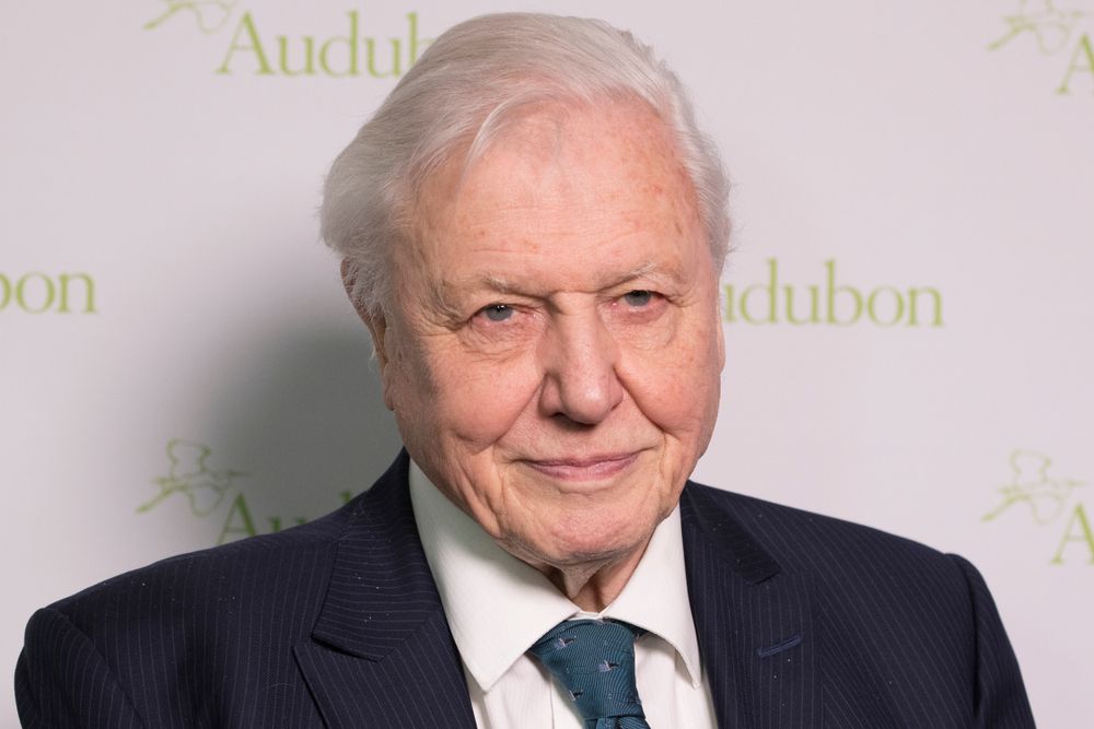 Diffusez toute la collection BBC iPlayer Attenborough n'importe où avec cette offre VPN de premier ordre