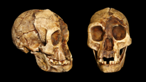 side and front view of a small hominin skull against a black background