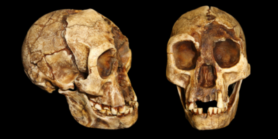 D&rsquo;étranges espèces de « hobbits » marchaient plus comme nous que comme « Lucy », révèlent les os de la hanche