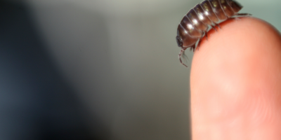 Dilemme diagnostique : les médecins ont procédé à une intervention chirurgicale pour retirer une masse dans l&rsquo;intestin d&rsquo;une femme – et une créature ressemblant à un insecte en a immédiatement sauté