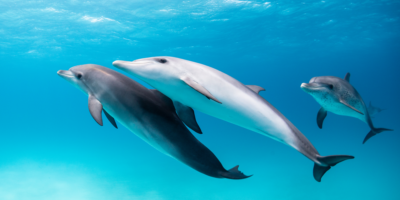 Les autres animaux s&rsquo;appellent-ils par leur nom ?